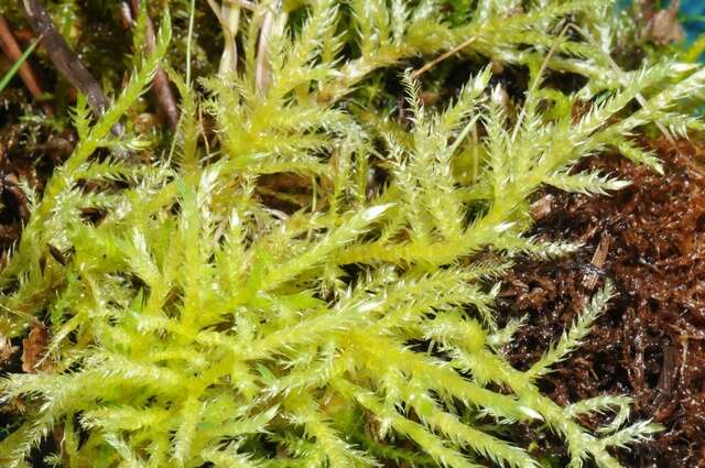 Image of brachythecium moss