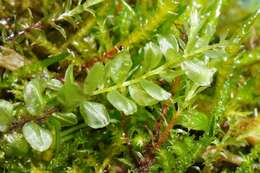 Image of tall thyme-moss