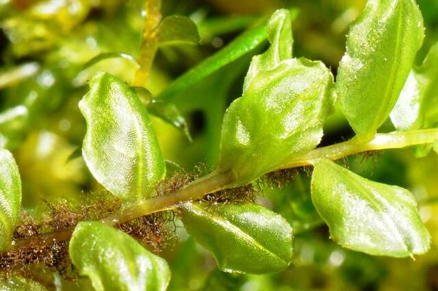 Image of tall thyme-moss