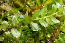 Image of tall thyme-moss