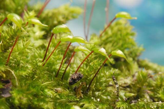 Image of river feather-moss