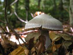 Image of light violet cortinarius