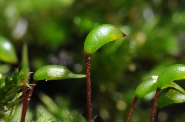 Слика од Brachythecium rivulare W. P. Schimper ex B. S. G. 1853