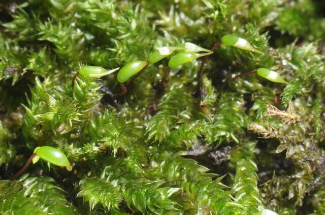 Image of river feather-moss