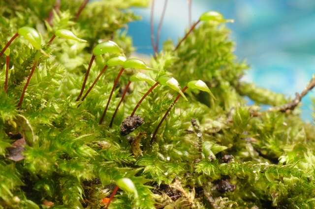 Image of river feather-moss