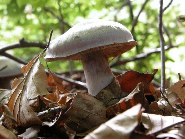 Image of light violet cortinarius