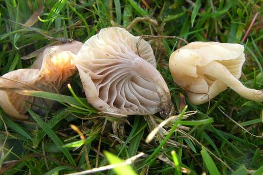 Image of Snowy Waxcap