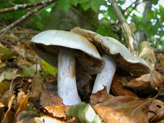 Image of light violet cortinarius