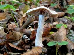 Image of Cortinarius malachius (Fr.) Fr. 1838