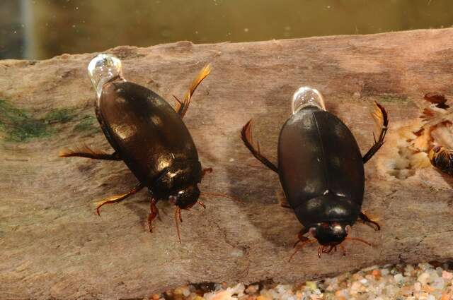 Image of predaceous diving beetles