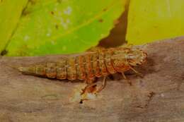 Dytiscidae resmi