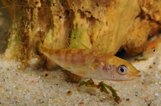 Image of sticklebacks