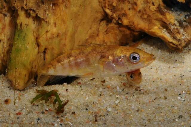 Image of sticklebacks