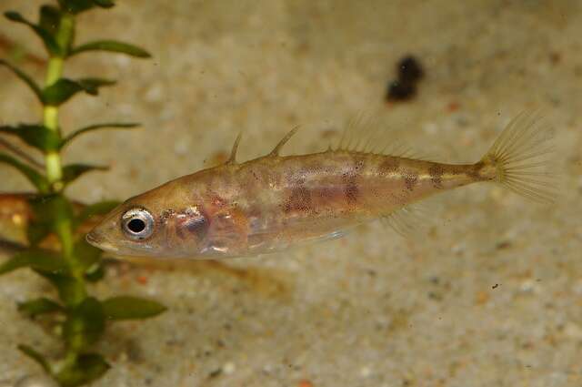 Image of sticklebacks