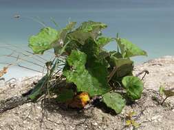 Image of coltsfoot