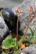 Image of Ottertail Pass saxifrage