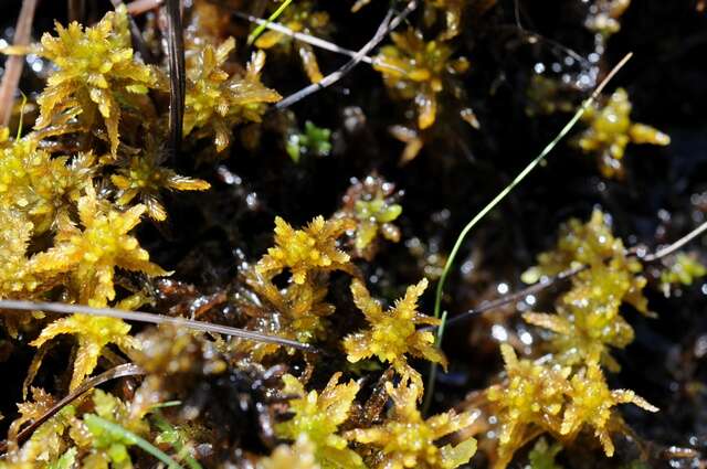 Image of slender cow-horn bog-moss