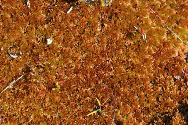 Image of sphagnum