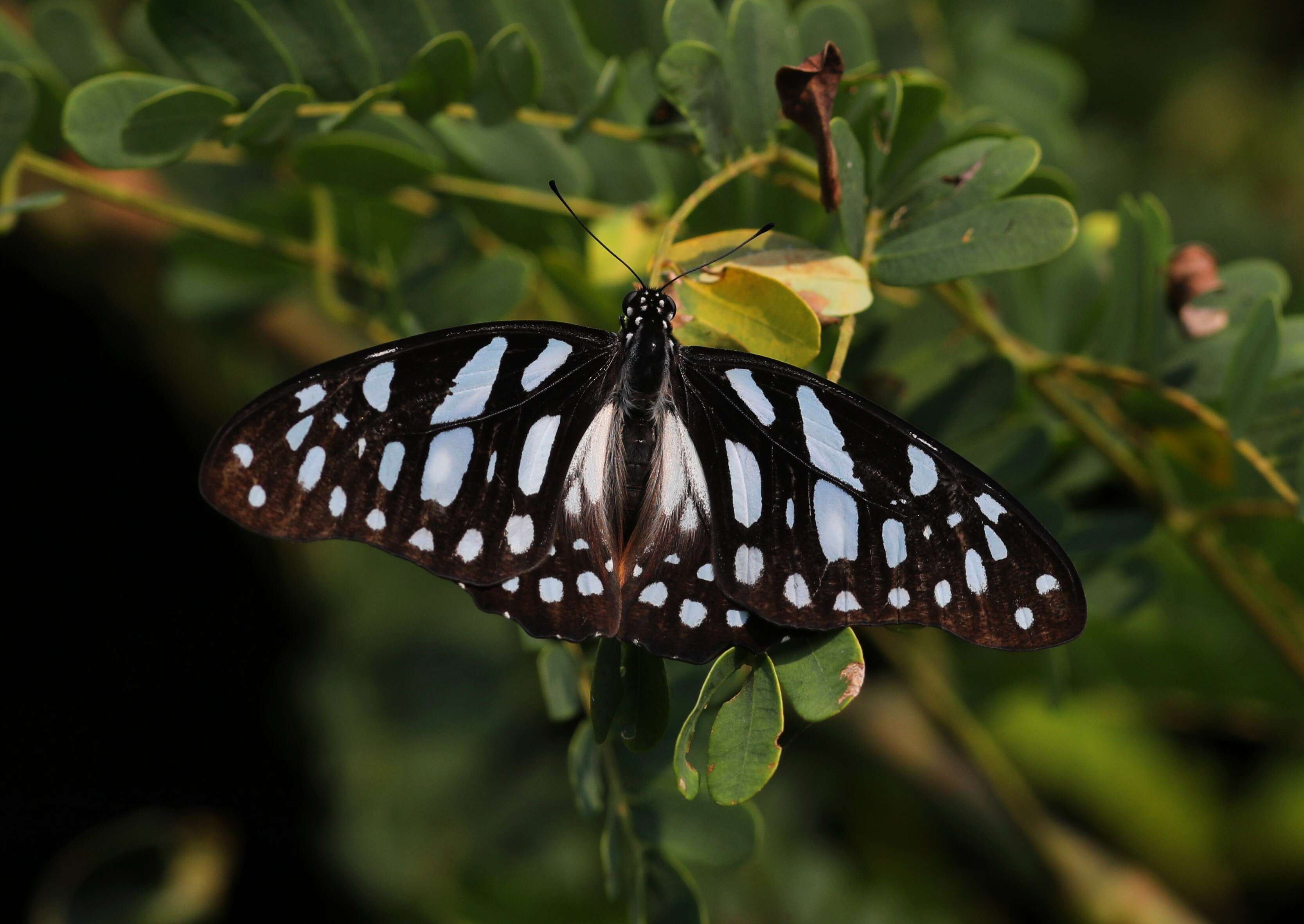 Image of common graphium