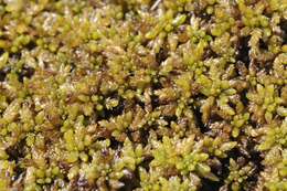 Image of papillose sphagnum