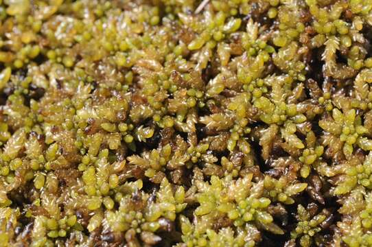 Imagem de Sphagnum papillosum Lindberg 1872