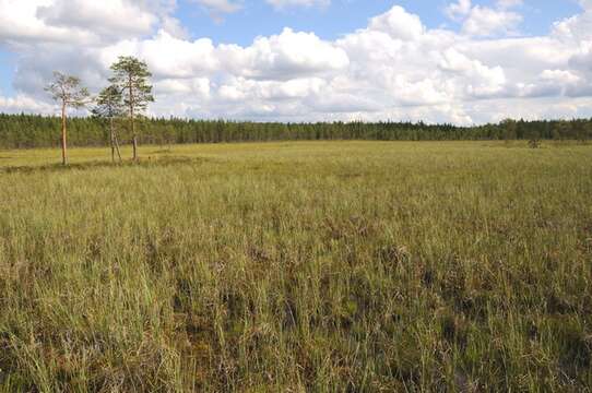 Image of beaked sedge