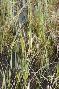 Image of beaked sedge