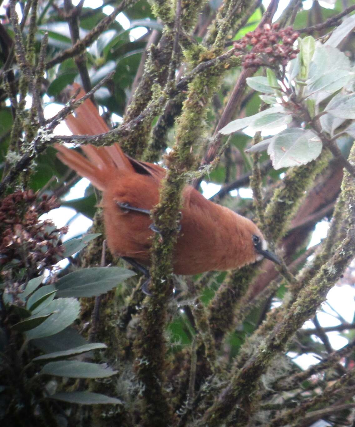 Image of Rufous Wren