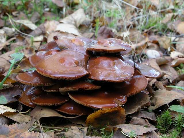 Image of Galerina