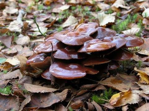 Image of Galerina