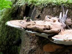 Image of Ganoderma