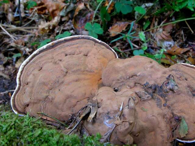 Image of Ganoderma