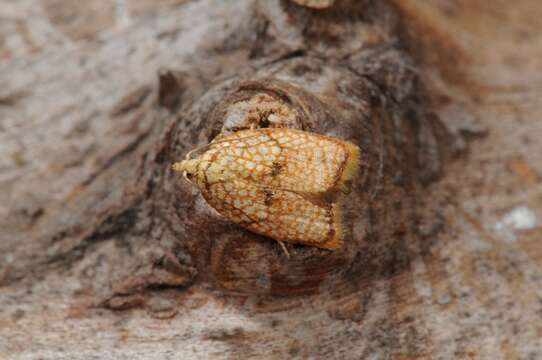 Image of Acleris