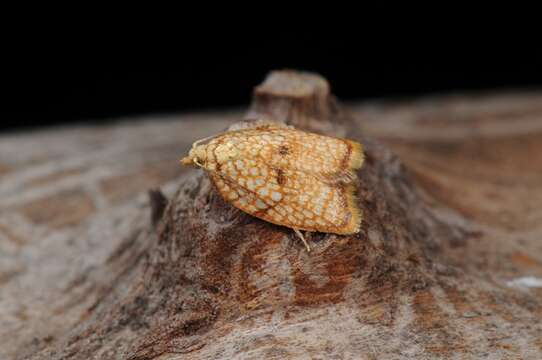 Image of Acleris