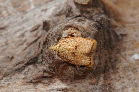 Image of Acleris