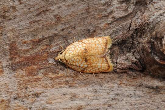 Image of Acleris