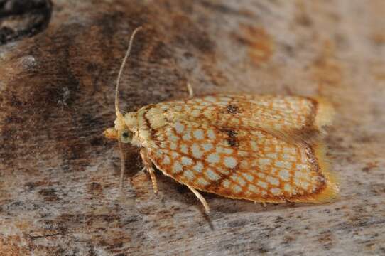 Image of Acleris