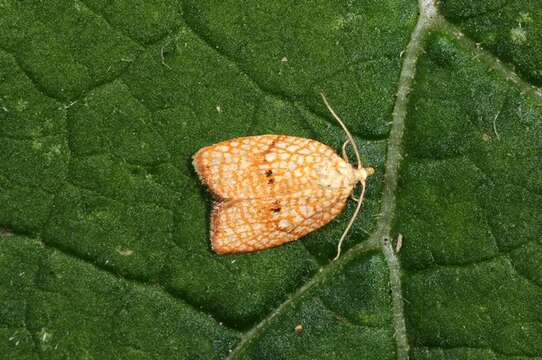 Image of Acleris