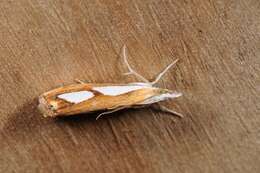 صورة Catoptria