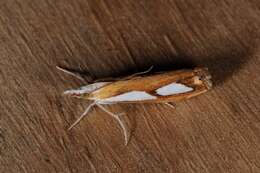 صورة Catoptria