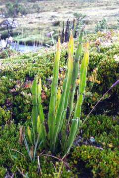 Image of Baccharis genistelloides