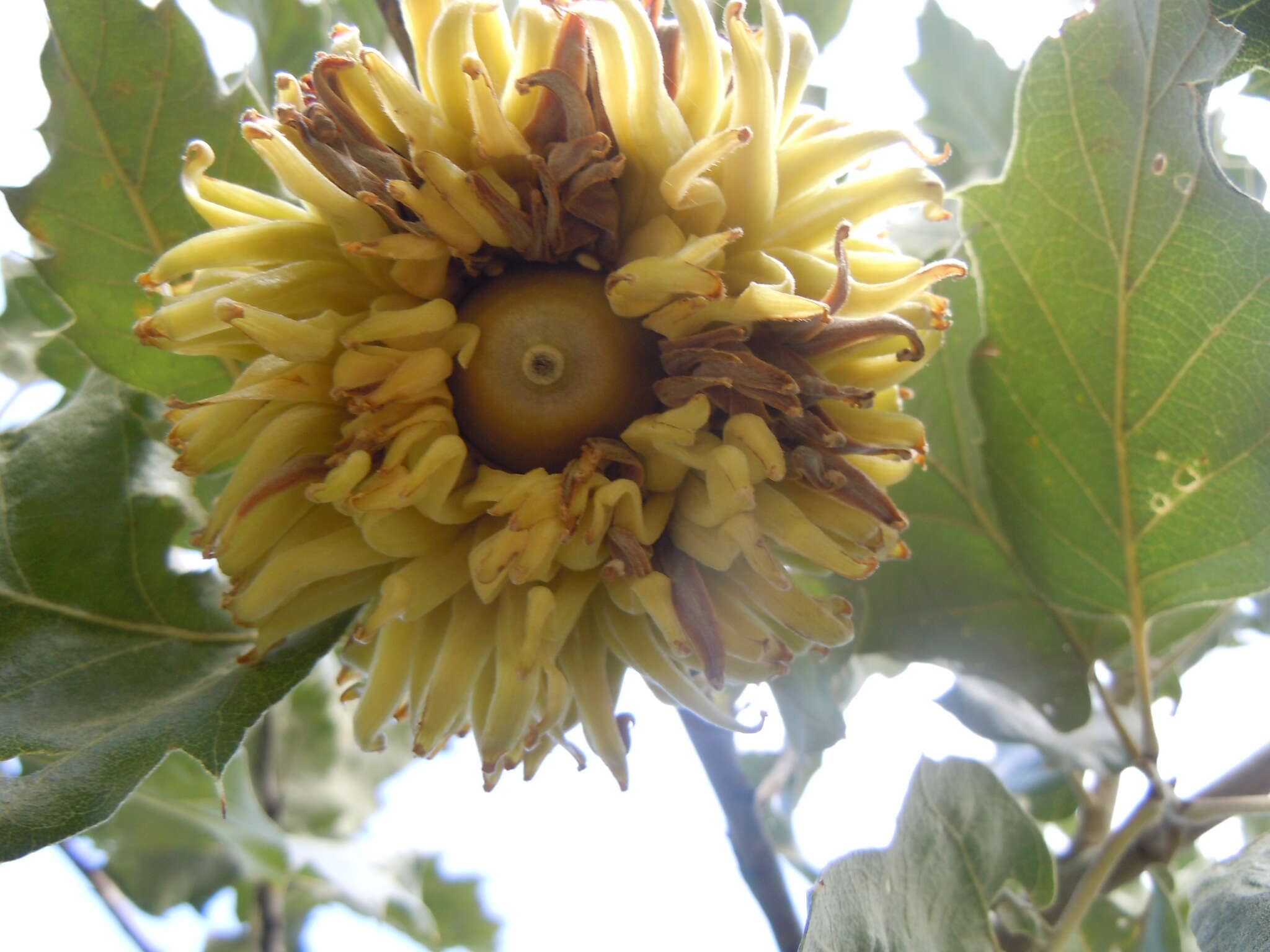 Image of Vallonea oak