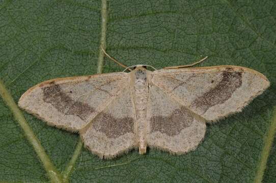 Image of Idaea