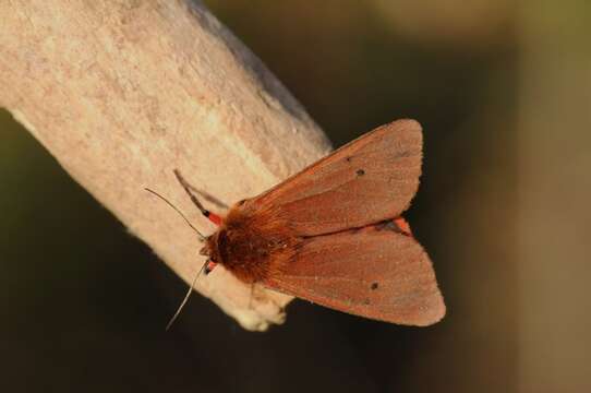 Plancia ëd Phragmatobia Stephens 1828