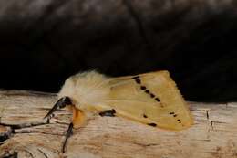 Image of Spilosoma lutea Hüfnagel 1766