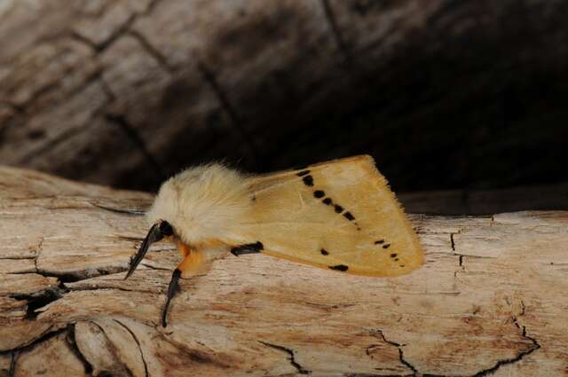 Image of Spilosoma lutea Hüfnagel 1766