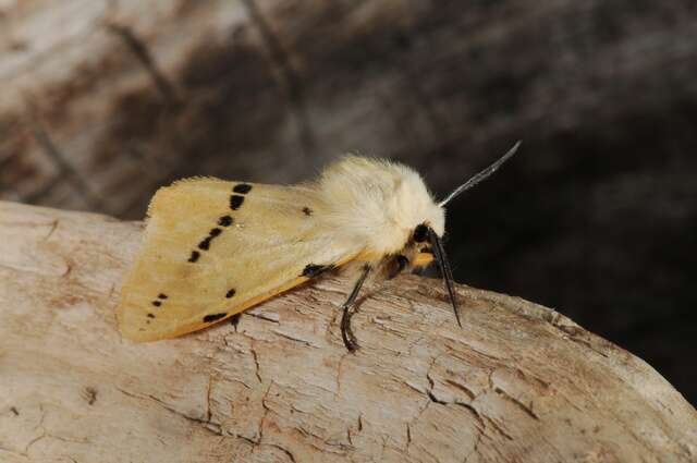 Image of Spilosoma lutea Hüfnagel 1766