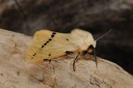 Image of Spilosoma lutea Hüfnagel 1766