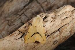 Image of Spilosoma lutea Hüfnagel 1766