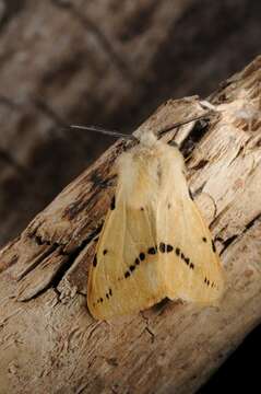 Image of Spilosoma lutea Hüfnagel 1766